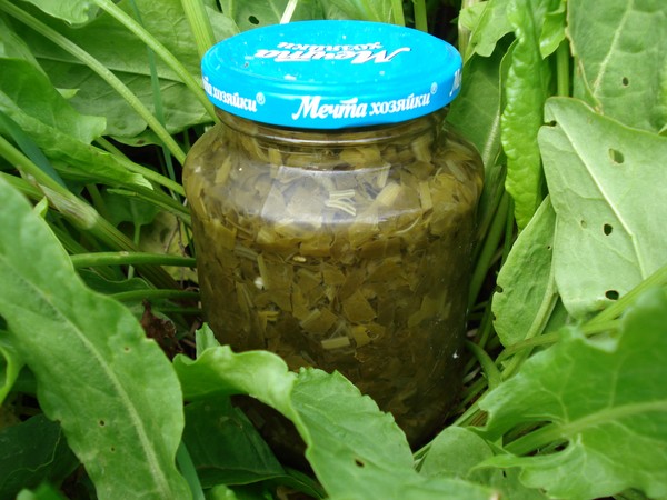Green healer: as melhores receitas caseiras de sorrel