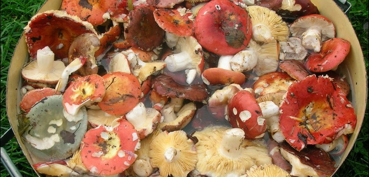 Centeio: receitas de culinária simples e deliciosas