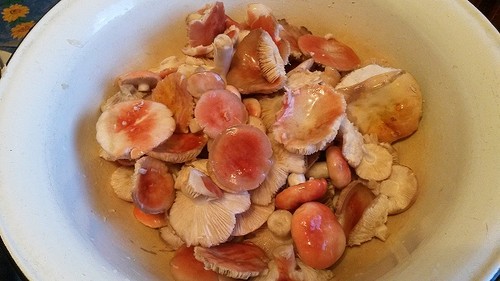 Centeio: receitas de culinária simples e deliciosas