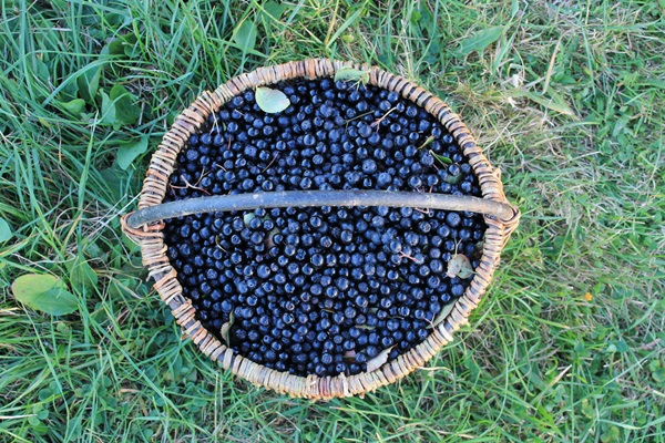 Atolamento de chokeberry preto
