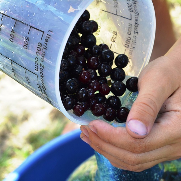 Atolamento de chokeberry preto