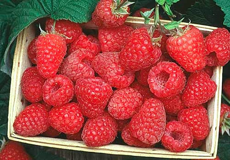 muitas framboesas