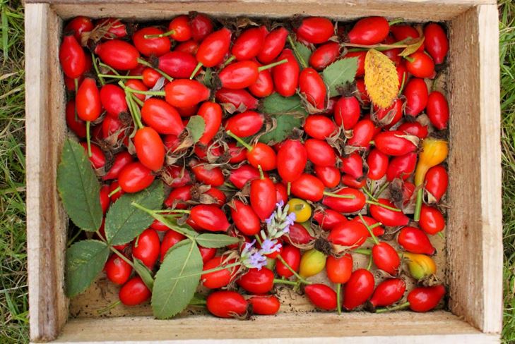 Cultivamos uma compota útil de roseiras para o inverno: uma receita com uma foto