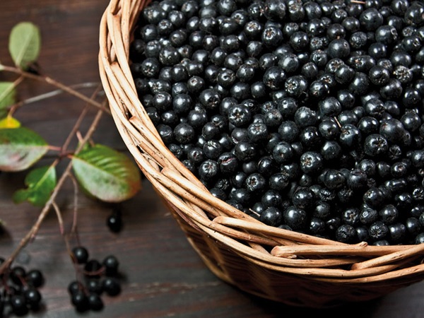Vinho caseiro de chokeberry