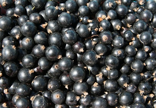 Vinho da groselha no lar - preto, branco, vermelho, sem fermento e com eles. Receitas simples e tradicionais de vinho de casa cor de groselha