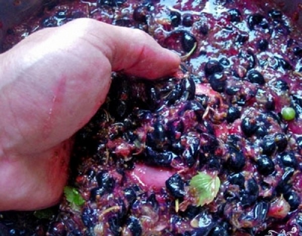 Vinho da groselha no lar - preto, branco, vermelho, sem fermento e com eles. Receitas simples e tradicionais de vinho de casa cor de groselha