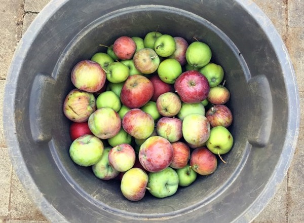 Vinho caseiro de maçãs