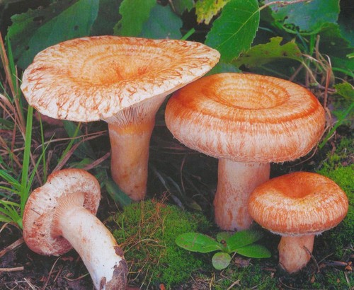 Volnushki: receitas e fotos