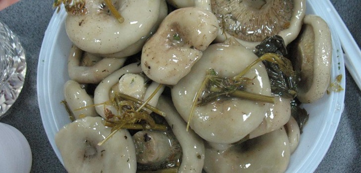 Colhendo cogumelos para o inverno