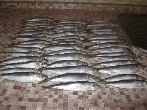 Home enlatado peixe