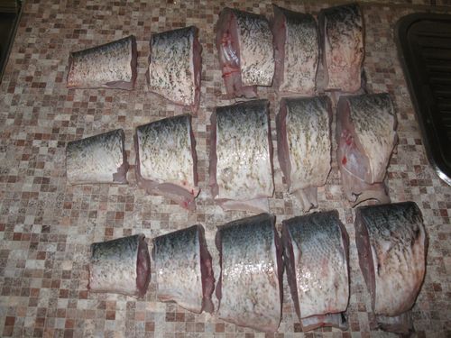 Home enlatado peixe