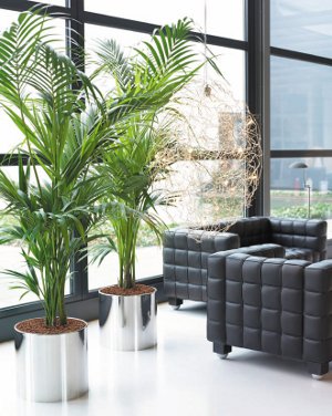 Interior phytodesign Interior phytodesign