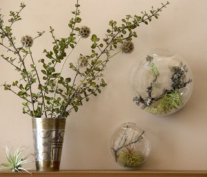 Florarium: a decoração original do seu interior