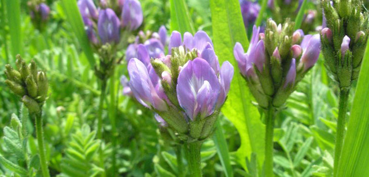 Astragalus: propriedades terapêuticas, foto, aplicação