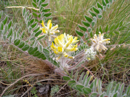 Astragalus: propriedades terapêuticas, foto, aplicação