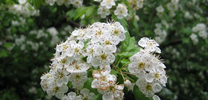 Flores de espinheiro: propriedades medicinais, aplicação em medicina popular