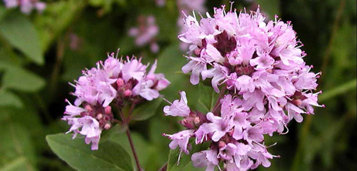 Oregano, suas propriedades medicinais e aplicação