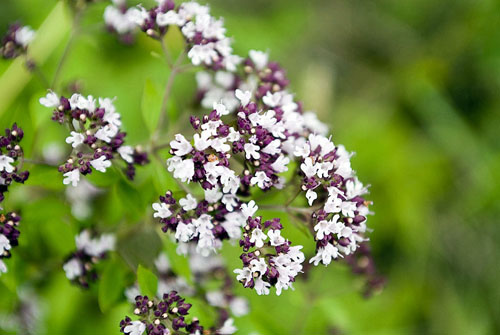Oregano, suas propriedades medicinais e aplicação