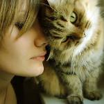 Como os gatos tratam as pessoas Como os gatos tratam as pessoas