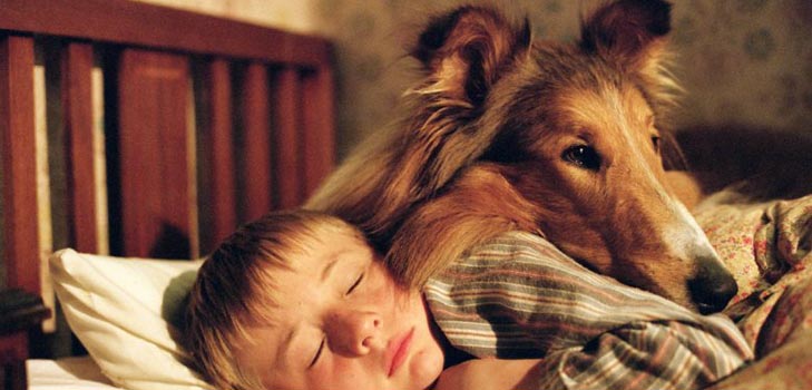 Que doenças de cães são perigosas para humanos