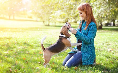 Que doenças de cães são perigosas para humanos