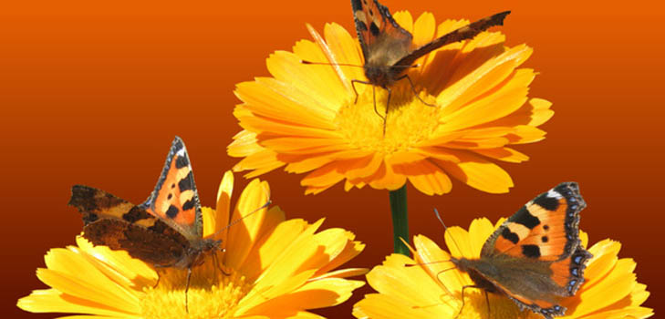 Calendula (calêndula): propriedades medicinais, aplicação em medicina popular