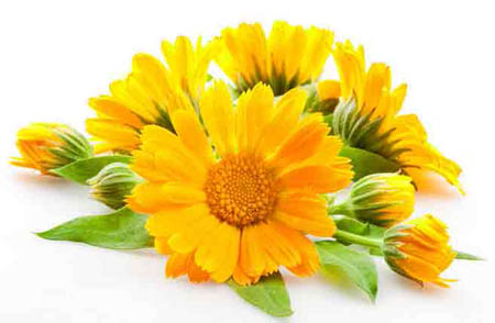 Calendula (calêndula): propriedades medicinais, aplicação em medicina popular