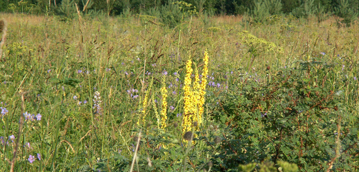 Propriedades medicinais, foto de mullein. Receitas de medicina tradicional