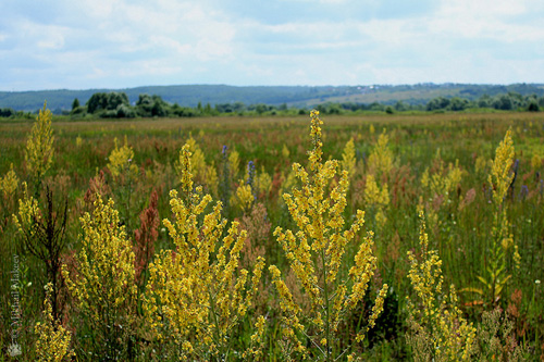 Propriedades medicinais, foto de mullein. Receitas de medicina tradicional