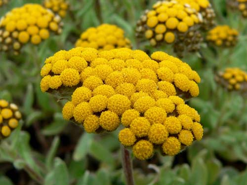 Propriedades terapêuticas e aplicação de Immortelle (com foto)