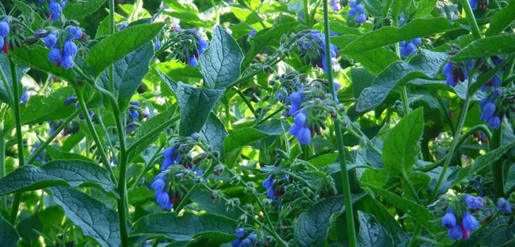 Comfrey officinalis: aplicação e propriedades medicinais da consuelda