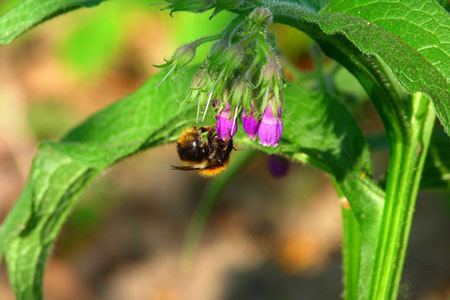 Comfrey officinalis: aplicação e propriedades medicinais da consuelda