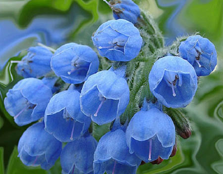 Comfrey officinalis: aplicação e propriedades medicinais da consuelda