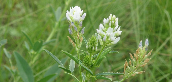 Fenugreek - o que é isso? Propriedades úteis do fenugreek (com foto)