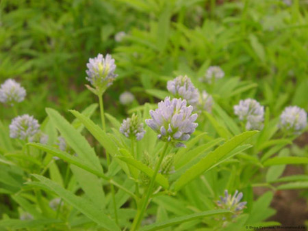 Fenugreek - o que é isso? Propriedades úteis do fenugreek (com foto)