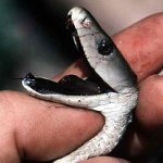 Primeiros socorros com uma mordida de cobra