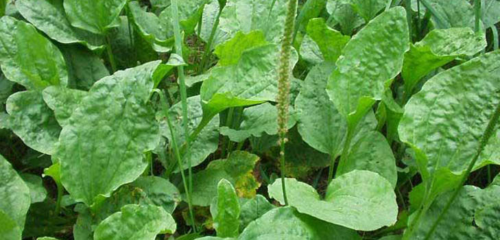 Plantain. Propriedades terapêuticas e contra-indicações