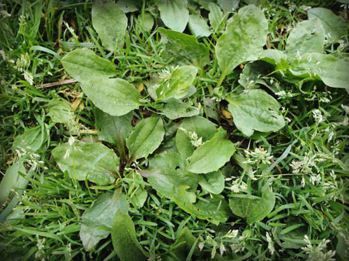 Plantain. Propriedades terapêuticas e contra-indicações