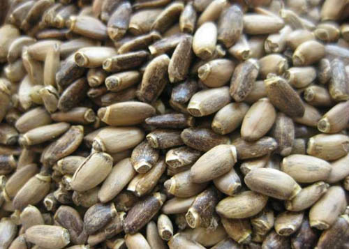Propriedades úteis do cardo do leite; Aplicação de cardo de leite para perda de peso