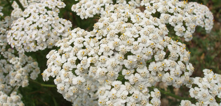 As propriedades úteis do yarrow são inegáveis! Leia sobre eles aqui!