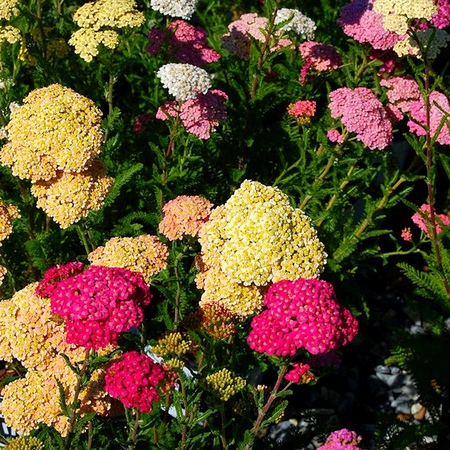 As propriedades úteis do yarrow são inegáveis! Leia sobre eles aqui!