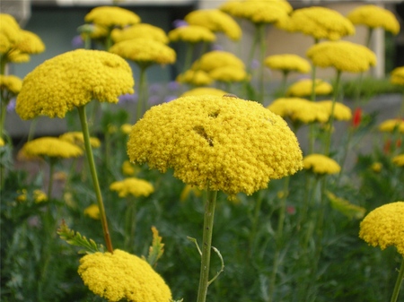 As propriedades úteis do yarrow são inegáveis! Leia sobre eles aqui!
