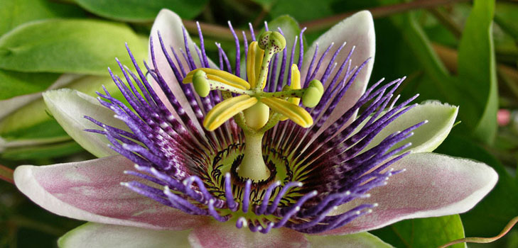 Aplicação de passionflower em medicina (com foto)