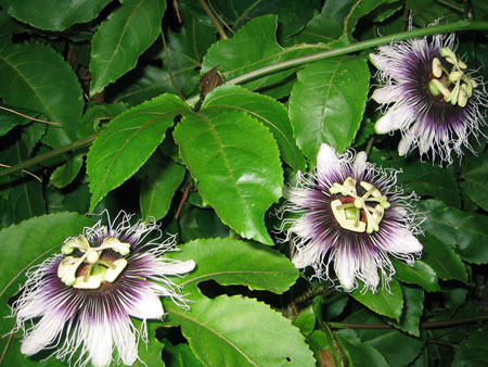 Aplicação de passionflower em medicina (com foto)