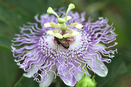 Aplicação de passionflower em medicina (com foto)