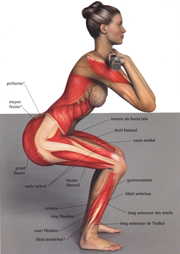 Squats: os exercícios corretos para as nádegas