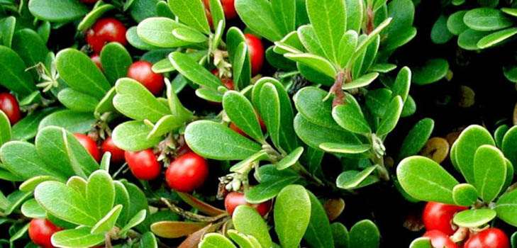 Bearberry: propriedades medicinais, aplicação, foto