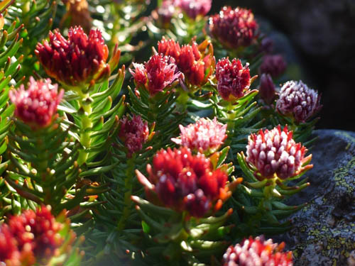 Grass é uma escova vermelha e suas propriedades medicinais. Receitas de medicina tradicional