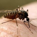 Mordida de mosquito Mordida de mosquito