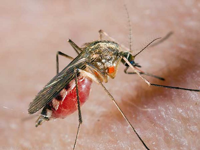 Mordida de mosquito